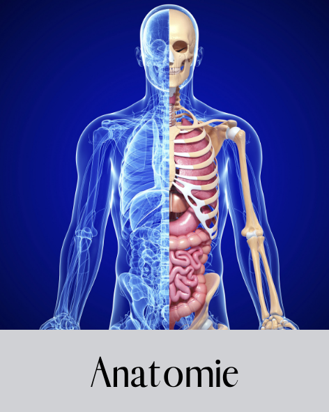 Anatomie